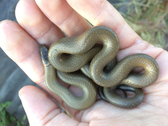 Diadophis punctatus modestus