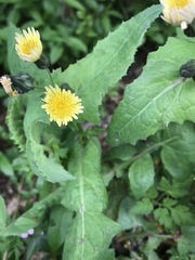 Sonchus oleraceus