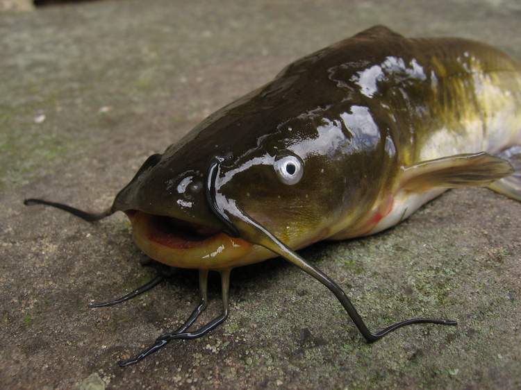 Brown Bullhead (MatBio: FISHES - Matanzas Biodiversity) · iNaturalist