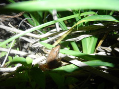 Rana longicrus