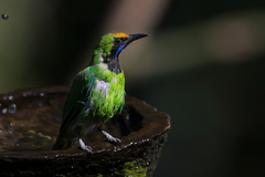 Chloropsis aurifrons