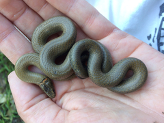 Diadophis punctatus modestus