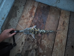Zebra Catfish photo 3