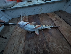 Zebra Catfish photo 4