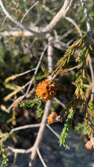 Kunzea glabrescens, photograph (c) Millie Brady, some rights reserved (CC BY)