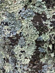 Lecanoromycetes