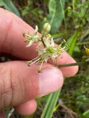 Hastingsia serpentinicola, photograph (c) Parker James Lloyd, some rights reserved (CC BY)