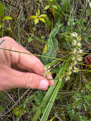Hastingsia serpentinicola, photograph (c) Parker James Lloyd, some rights reserved (CC BY)