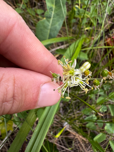 Hastingsia serpentinicola