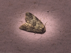 Thallarcha leptographa