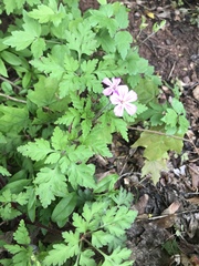 Geranium robertianum