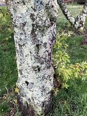 Lecanoromycetes