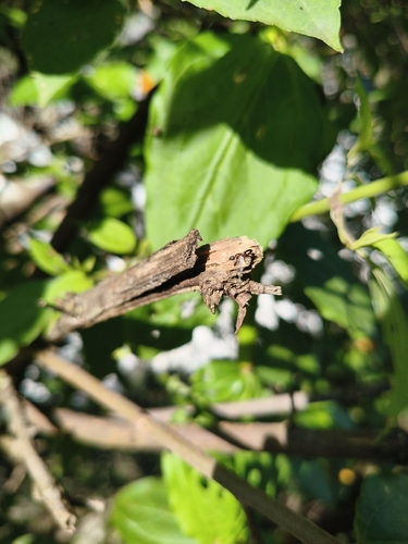 Dolichoderus sibiricus