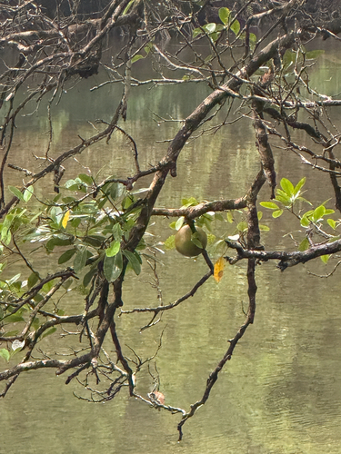 Xylocarpus granatum, photograph 4