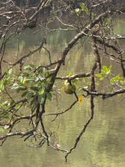 (c) Ian Dickie, some rights reserved (CC BY) Xylocarpus granatum, photograph (c) Ian Dickie, some rights reserved (CC BY)