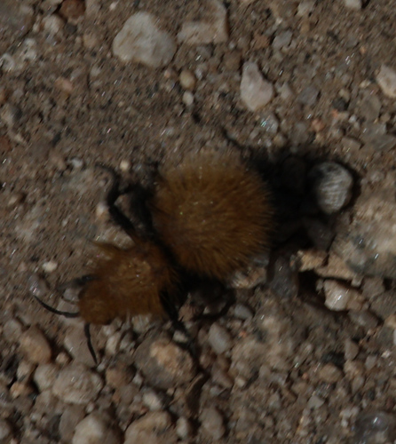 iNaturalist observation photo of Dasymutilla californica