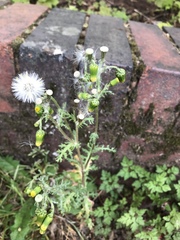 Senecio vulgaris