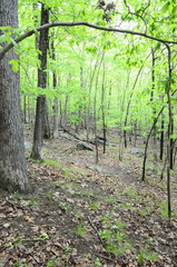 Trichophorum planifolium