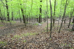 Trichophorum planifolium