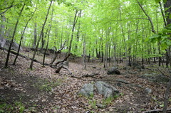 Trichophorum planifolium