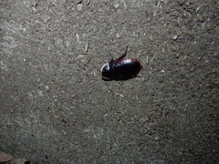 Opisthoplatia