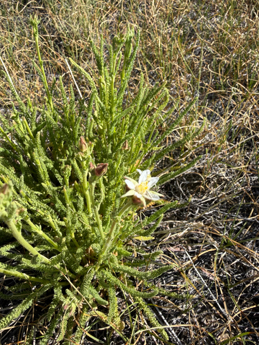iNaturalist observation photo of Congdon's false horkelia