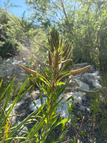 iNaturalist observation photo of tall evening primrose