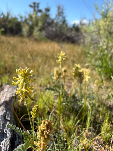 iNaturalist observation photo of milkvetches