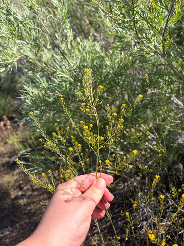 iNaturalist observation photo of Tansymustards