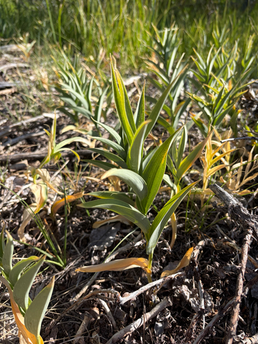 iNaturalist observation photo of star-flowered lily-of-the-valley