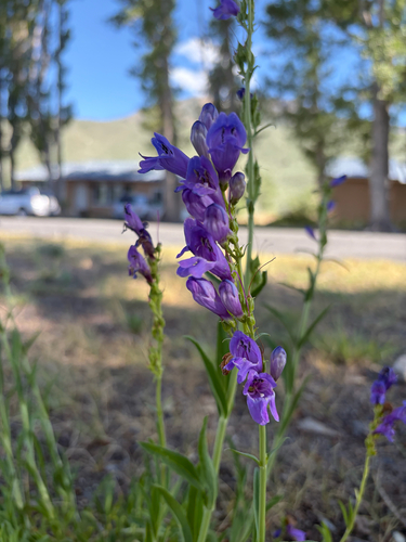 iNaturalist observation photo of Rocky Mountain beardtongue