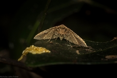 Addaea subtessellata