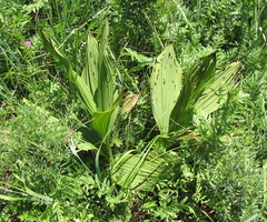 Veratrum nigrum