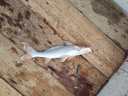 Flatwhiskered catfish (Pinirampus pirinampu) — Pimelodidae