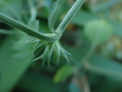 Justicia petiolaris
