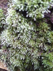 Thuidium peruvianum