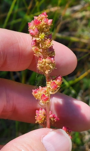 iNaturalist observation photo of Oregon Saxifrage