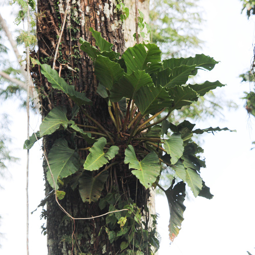 Philodendron melinonii, photograph 3