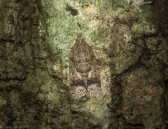 Polylopha epidesma