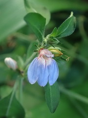 Justicia petiolaris