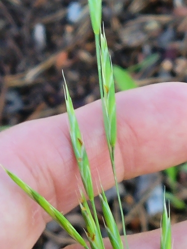 iNaturalist observation photo of California brome