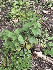 Urtica dioica