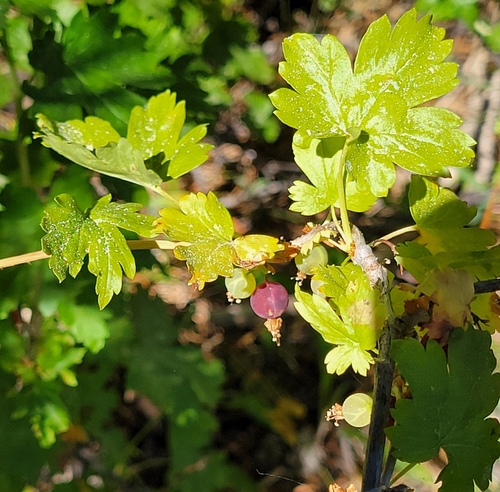 iNaturalist observation photo of white-stemmed gooseberry