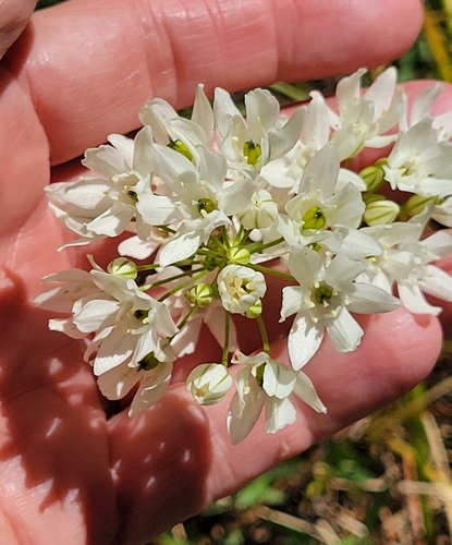 iNaturalist observation photo of white brodiaea