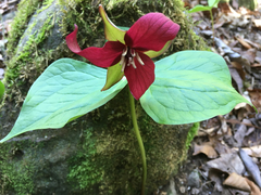 Trillium