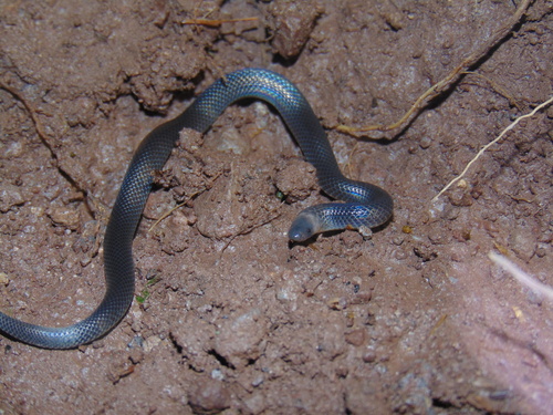 Photo of a Puebla Earth Snake (Geophis turbidus)