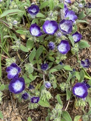 Phacelia davidsonii