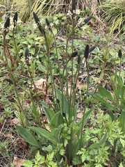 Plantago lanceolata