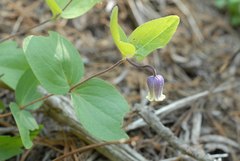 Clematis viticaulis
