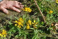 Helenium virginicum